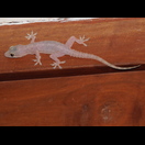  Er hat den Spalt über der Tür verlassen